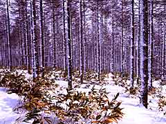 吹雪の後