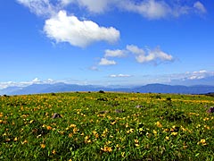 夏の高原