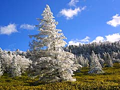 麦草峠樹氷
