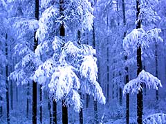 雪の唐松林