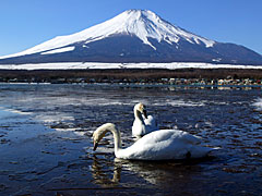 白鳥と富士山