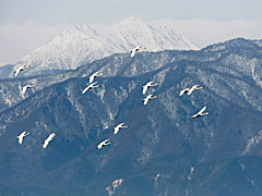 常念岳と白鳥