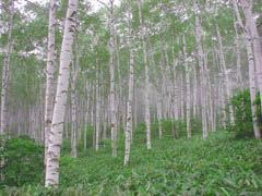 霧の白樺林