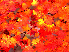 紅に染まるモミジ