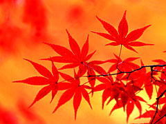 もみじ紅