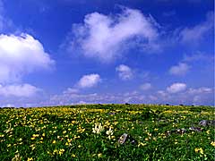 初夏の高原