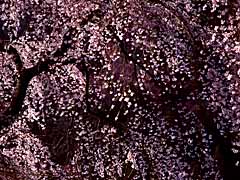 輝くしだれ桜