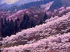 春爛漫(桜)