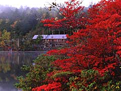 深紅のドウダンツツジ