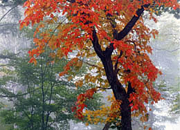ツタの紅葉