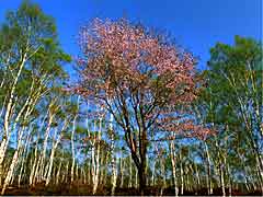 八千穂高原の春