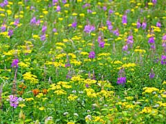 高原のお花畑