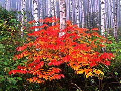 紅の時