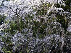身延山枝垂れ桜