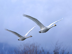 親子の白鳥