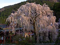 枝垂れ桜