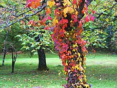 紅葉の衣